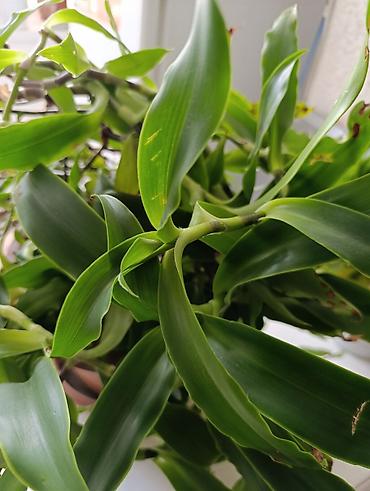 реакция: Комнатное растение — золотой ус -драцена (Dracaena — 3