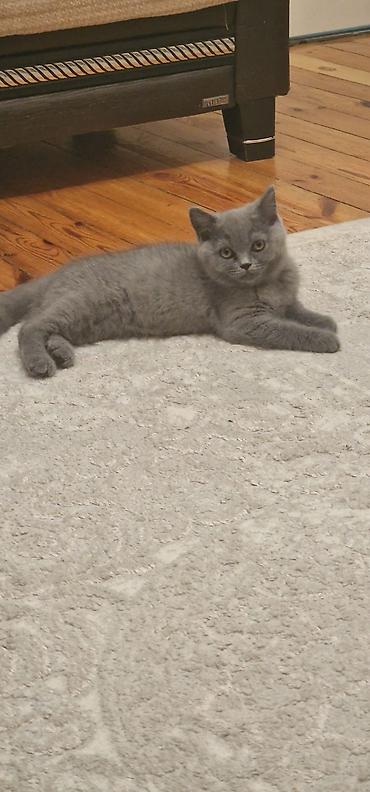 Pişiklər: Britan, Erkək, Yaxşı əllərə, Ödənişli çatdırılma, Ünvandan götürmə — 2