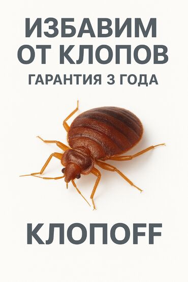 уничтожение клопов блох тараканов: Дезинфекция, дезинсекция, | Клопы, | Транспорт, Офисы, Квартиры