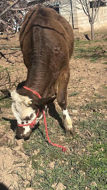 Коровы, быки: Продаю | Тёлка | Симментальская | На забой, Для разведения, Для молока | Племенные, Не стельные, Искусственник — 2