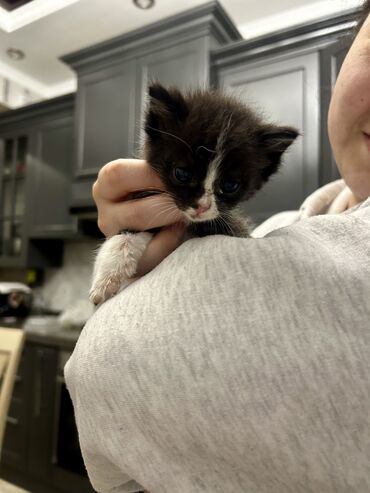 ветеринар в бишкеке: Котенок Рики, 3- 4 недели, мальчик, отдаем бесплатно в хорошие руки