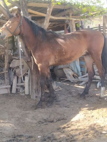 Лошади, кони: Продаю | Конь (самец) | Полукровка | Конный спорт | Племенные