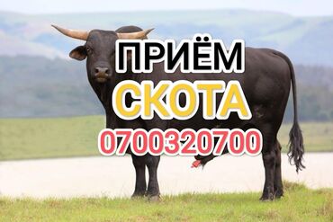 продажа сабак: Куплю | Коровы, быки, Лошади, кони | Забитый, Круглосуточно, Самовывоз