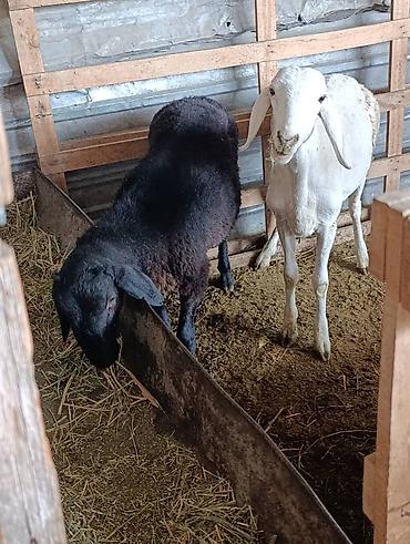 соль для коров: Продаю | Баран (самец) — 1