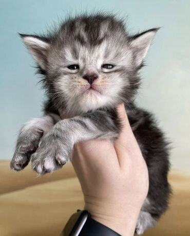 рыжий вислоухий кот купить: Породистые котята мейн-кунов.🧿🧿🐈‍⬛ Дата рождения 30.08.2025 года.От