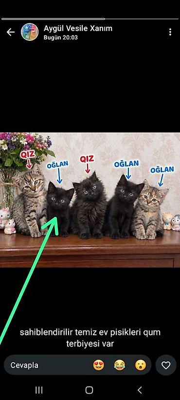 pisik sekili: Sahibləndirilən ev pişik balaları. Şəkildə 5 bala görünür və — 1