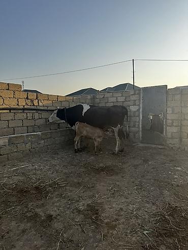 Inəklər, öküzlər: Simmental inək satılır. Balası erkəkdir. 4-cü balasıdır. Balası 2 — 4