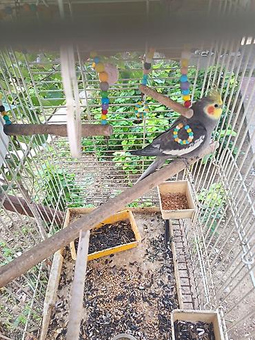 tutuquşlar: Nimfa (Cockatiel) папuqayı və qəfəs dəsti - Növ: Nimfa (Cockatiel) — 4