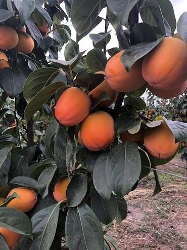 Tinglər: Telman Tingçilik – meyvə və ağac tingləri QEYD. şekildeki meyveler — 8