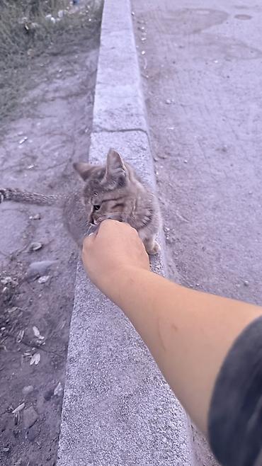 Отдам даром кошку: Кошка даром: Беспородная, 2 месяца, Девочка, Проглистована — 4