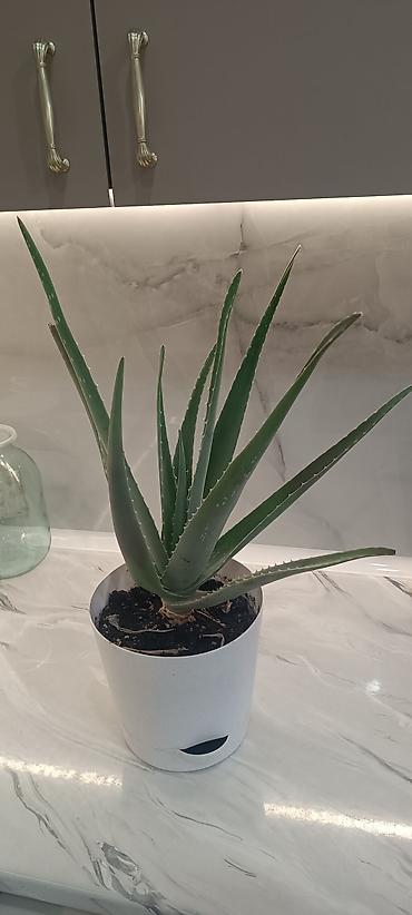 цветы алоэ: Алоэ вера в горшке - Вид: Aloe vera (алоэ столетник), суккулент. - — 2