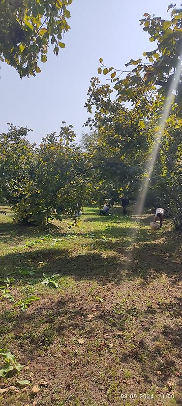 Torpaq sahələrinin satışı: 80 sot, Kənd təsərrüfatı, Mülkiyyətçi, Kupça (Çıxarış) — 6