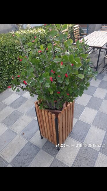 Bitkilər üçün dibçəklər: Taxta bitki stendləri və saksı dayaqları - Material: təbii ağac. Açıq — 31