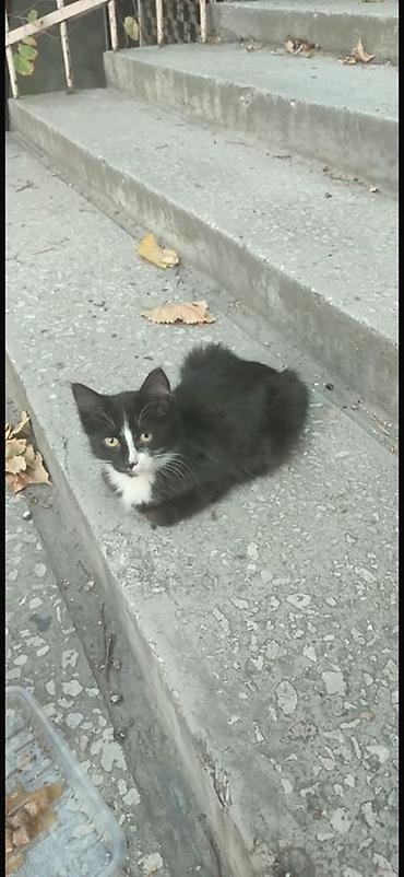 сабаки бесплатно: Котята ищут дом! 🐱❤️ даром Котята живут на улице и очень нуждаются в — 3