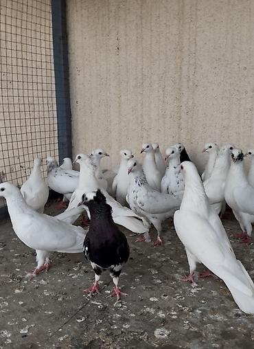 at satisi qiymetleri: 20 ədəd seçilmə yaxşı heyvan ( kim ucuz və yaxşı quş istiyirsə əlaqə — 2