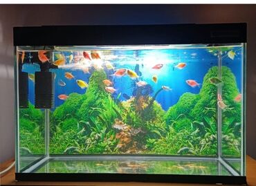 akvarium baliqlari satilir: Akvarium satılır 30 litrdi içinde 20 eded glofish var denedi bilen