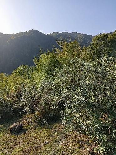 hovsanda torpaq satilir 2025: 84 sot, Kənd təsərrüfatı, Maklerlər narahat etməsin, Bələdiyyə — 3