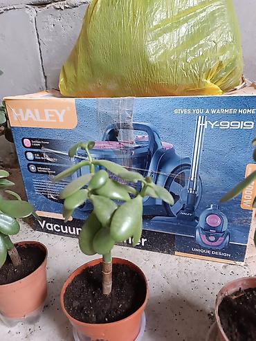 Диффенбахии: Диффенбахия и денежное дерево (толстянка) в горшках Что предлагается — 4