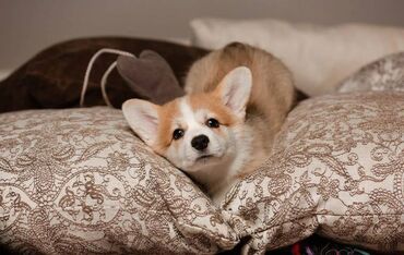 İtlər: Korgi, 2 ay, Erkek, Sənədli, Pulsuz çatdırılma — 7