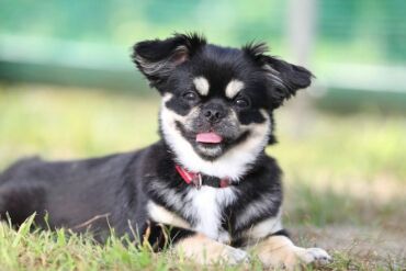 кошку в добрые руки: Пекинес, 1 год, Самка, С прививками