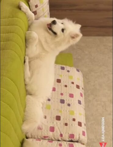 albay itleri: Samoyed, 1 il, Dişi, Peyvəndli