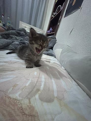d cat: Кошка даром: Лесная, 2 месяца, Мальчик — 1