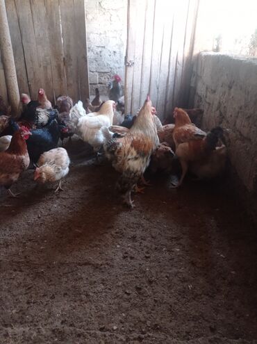 Toyuqlar: Toyuq, Damazlıq — 6