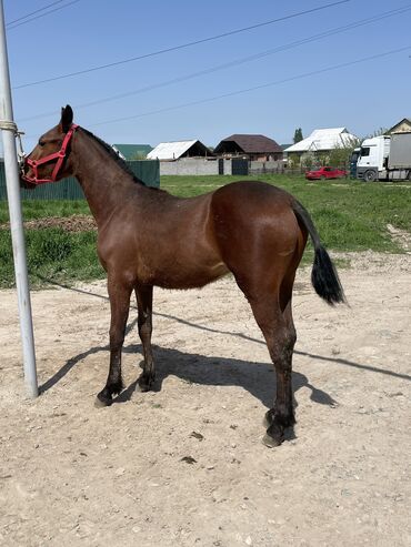 продается лошадь: Продаю | Жеребенок | Полукровка | Для разведения, Рабочий, Конный спорт