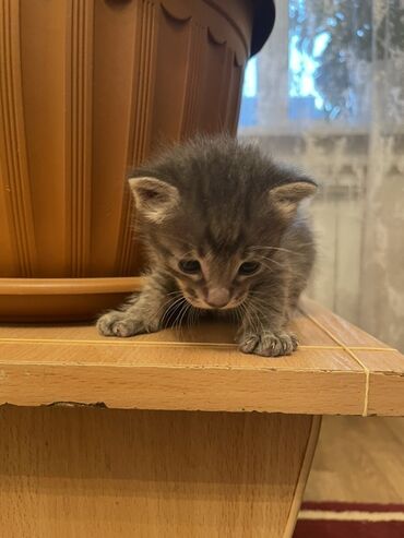 Отдам даром кошку: Кошка даром: Беспородная, 1 месяц, Девочка, Метис