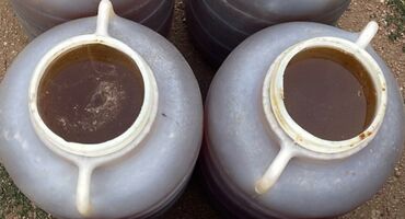 Дом и сад: Мёд токтогульский горный натуральный таза Бал сатылат бачок33 кг