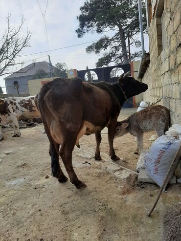 Kənd təsərüfatı heyvanları üçün digər mallar: Kənd təsərüfatı heyvanları üçün digər mallar