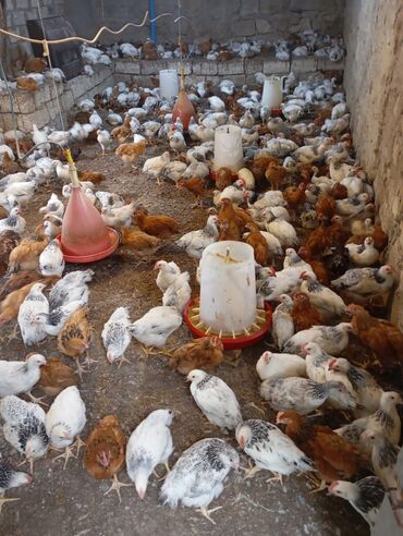 Gəmiricilər: Colpalar satllr cekiler 1₺kilo 1_100 qiymeti 5_50 isdeyenler vatcapda