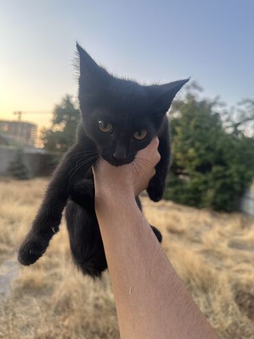 котята в добрые руки бесплатно: Эркек