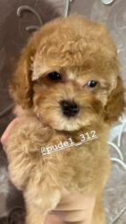 купить хаски в бишкеке: Пудель, 1 месяц, Самец