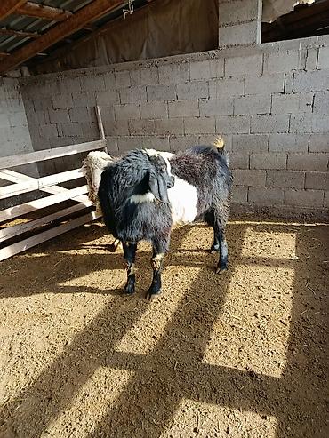 Козы, козлы: Продаю | Козёл (самец) | Для разведения | Осеменитель — 7