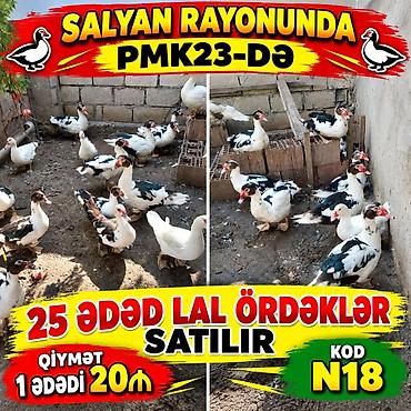 hovsanda cuce satisi: Məhsul: Lal ördəklər (Muscovy) Miqdar: 25 ədəd Yerləşdiyi yer: Salyan — 1