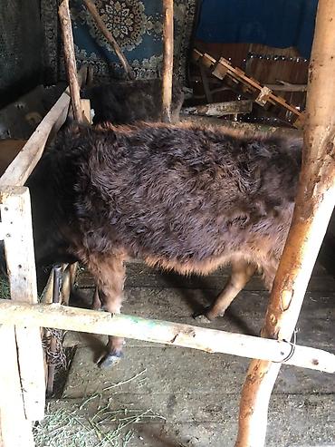 Коровы, быки: Продаю | Тёлка | Алатауская | Для разведения — 5