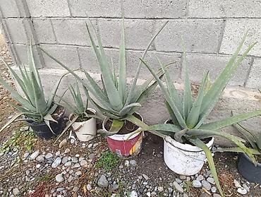 купить перлит: Алоэ вера (Aloe barbadensis) в горшках - Крупные взрослые розетки с — 3