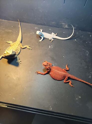 коряга: Бородатые агамы (Pogona vitticeps) — яркие морфы Описание: - Домашние — 1