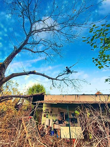 Спил деревьев, заготовка дров: Спил любых деревьев, в любых стесненных условиях, формирование кроны — 16