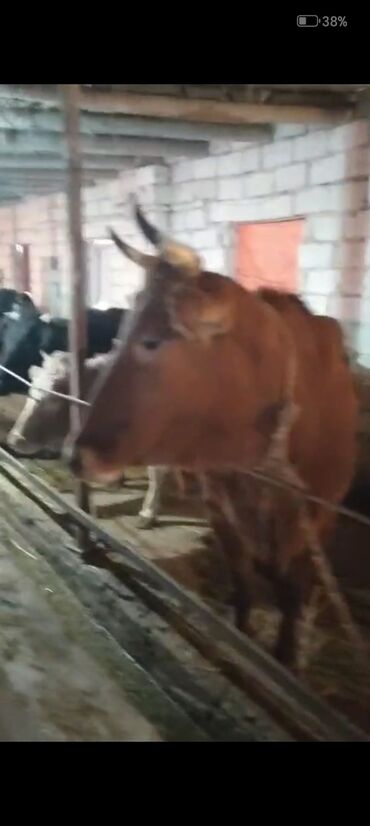 Inəklər, öküzlər: Dişi, il: 2, Ətlik — 7