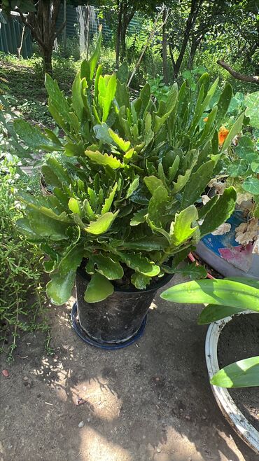 Otaq bitkiləri: Her biri ucuz kimete Gencededi catirma var size yaxin yere ancag — 6