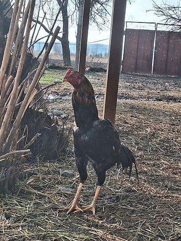 Другие животные: Другие животные — 1