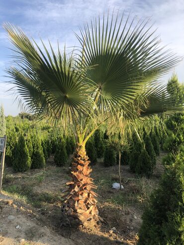 Şitillər: Dekarativ agaclarin satiwi istenilen novde istenilen olcude var elave — 5