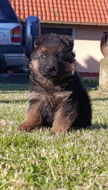 Pets & Animals: Na prodaju 2 ženska šteneta Nemačkog ovčara, lepog eksterijera sa — 4