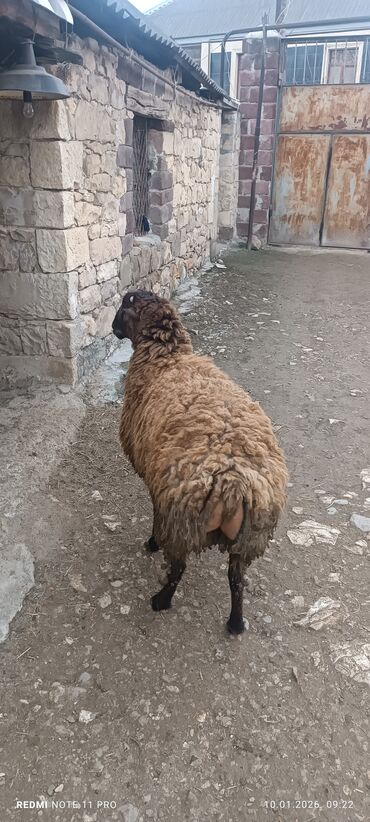 Qoyunlar, qoçlar: Erkək, il: 1, 60 kq, Damazlıq, Ünvandan götürmə — 6