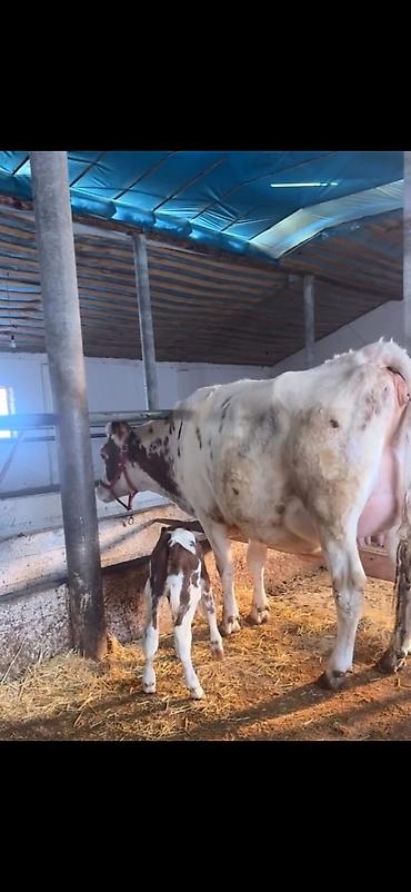 Inəklər, öküzlər: Südlük inək və buzov - Cins: alaca (şəkillərdə qırmızı-alaca rəngli) — 3