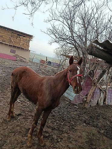 Лошади, кони: Продаю | Жеребенок | Рабочий, Конный спорт — 12