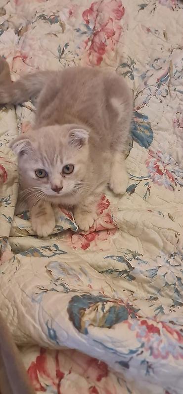 Pişiklər: Şotland — 11