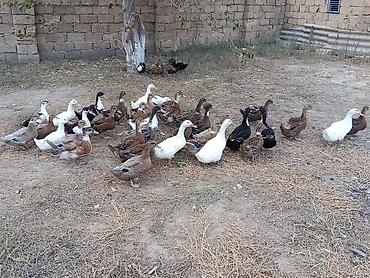 american bully qiymeti: Ördəkler 4-5ayindi.Pekin,Xarkov, Qışqıran,qarsiq.qiymet 13m Papaqli — 5